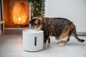 Cat drinking from automatic water dispenser. Smart pet drinker with mobile app connection. photo