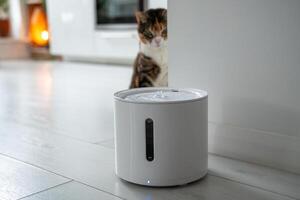 Curious cat looks at smart drinking fountain that owners bought him to prevent urinary tract disease photo