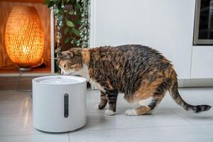 Cat drinking from automatic water dispenser. Smart pet drinker with mobile app connection. photo