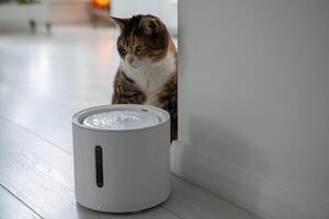 Curious cat sits with smart drinking fountain that owner bought him to prevent urinary tract disease photo