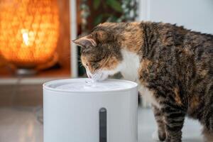 Cat drinking from automatic water dispenser close up. Smart pet drinker with mobile app connection. photo
