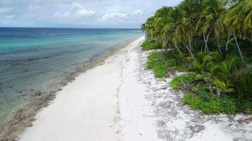 Maldives island tropical coastline beach with palms trees and ocean. Drone view video