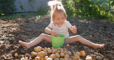 Little cute girl sitting on garden beds and helps dig potatoes video