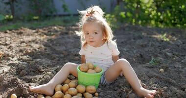 Little cute girl sitting on garden beds and helps dig potatoes video