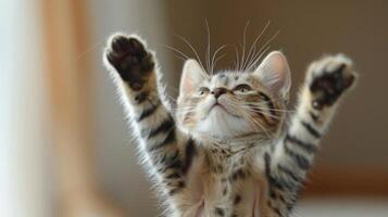funny cat flying. photo of a playful tabby cat jumping mid-air looking at camera.