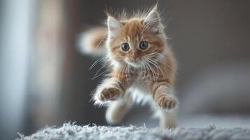 funny cat flying. photo of a playful tabby cat jumping mid-air looking at camera.