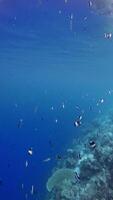 Ocean scenery with striped fish and coral reef in tropical blue sea. Vertical footage video