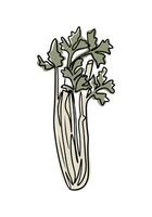 Vintage contour drawing of celery in boho style. Botanical single line retro drawing of green vegetable. Contour line outline composition isolated on white background. vector