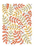 Autumn Vintage botanical mid century poster or art print with rowan leaves and berries. Hippie 60s, 70s style. Isolated leaves on white background in nostalgic style vector