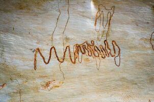 Natural abstract pattern on bark texture of eucalyptus tree with insect paths. photo