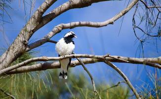 Magpie lark bird perched on branches in a forest, also known as wee magpie, peewee, peewit, mudlark or Murray magpie, is a passerine bird native to Australia. photo