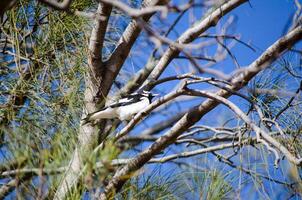 Magpie lark bird perched on branches in a forest, also known as wee magpie, peewee, peewit, mudlark or Murray magpie, is a passerine bird native to Australia. photo