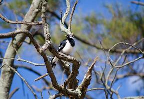 Magpie lark bird perched on branches in a forest, also known as wee magpie, peewee, peewit, mudlark or Murray magpie, is a passerine bird native to Australia. photo