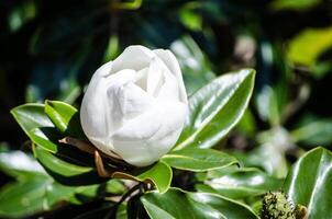 White delicate flower bud with its green leaves in a spring season at a botanical garden. photo