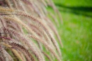 Beautiful grass flower poaceae near green grass field at the background. the image in selective focus. photo