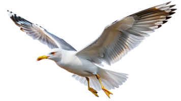 Soaring seagull in flight with open wings isolated transparent png