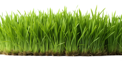 Lush green grass with visible roots, isolated against transparent background png
