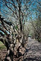 Concrete pathway or footpath covered with branches of bare trees tunnel, Nan Province, Thailand. photo