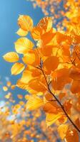 beautiful autumn leaves background. Copy space. photo