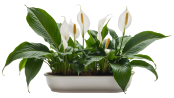 Peace Lily Spathiphyllum Wallisii in a Stylish Flower Tub Isolated on a Transparent Background Peace Lily Flower Isolated on a Transparent Background png