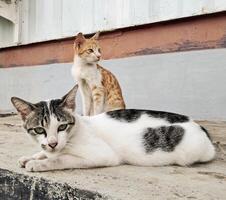 a skinny stray cat in a container photo