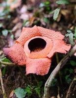 The biggest reflesia arnoldii flower, Rafflesia arnoldii is one of the rare flora in Indonesia. This flower has a distinctive foul odor which is useful in the pollination process. photo