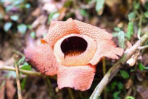 The biggest reflesia arnoldii flower, Rafflesia arnoldii is one of the rare flora in Indonesia. This flower has a distinctive foul odor which is useful in the pollination process. photo