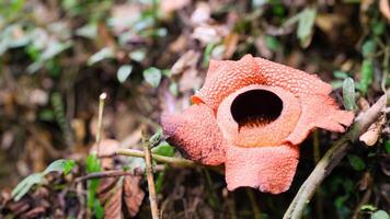 The biggest reflesia arnoldii flower, Rafflesia arnoldii is one of the rare flora in Indonesia. This flower has a distinctive foul odor which is useful in the pollination process. photo