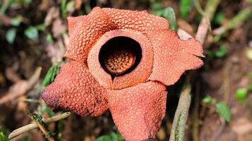 The biggest reflesia arnoldii flower, Rafflesia arnoldii is one of the rare flora in Indonesia. This flower has a distinctive foul odor which is useful in the pollination process. photo