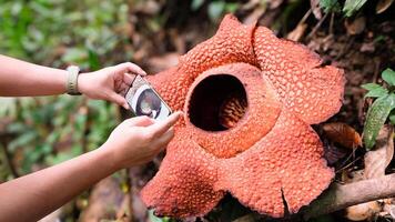 The biggest reflesia arnoldii flower, Rafflesia arnoldii is one of the rare flora in Indonesia. This flower has a distinctive foul odor which is useful in the pollination process. photo
