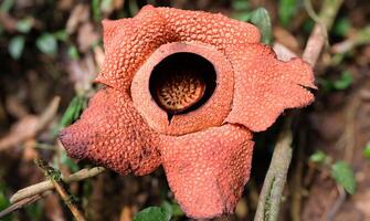 The biggest reflesia arnoldii flower, Rafflesia arnoldii is one of the rare flora in Indonesia. This flower has a distinctive foul odor which is useful in the pollination process. photo