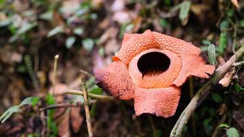 The biggest reflesia arnoldii flower, Rafflesia arnoldii is one of the rare flora in Indonesia. This flower has a distinctive foul odor which is useful in the pollination process. photo