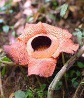 The biggest reflesia arnoldii flower, Rafflesia arnoldii is one of the rare flora in Indonesia. This flower has a distinctive foul odor which is useful in the pollination process. photo