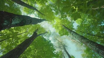 Looking Up Tops of Trees with Stars - Green Summer Tree Forest Foliage Wood Nature Background Calm video