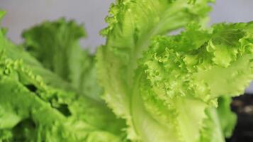 Lettuce that just grows in the green house photo