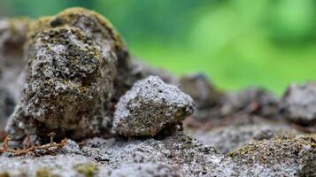 Moss and lichens on stones. Mossy rocks with a blurred background photo