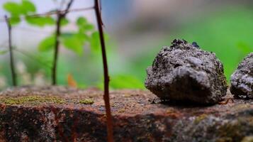 Moss and lichens on stones. Mossy rocks with a blurred background photo