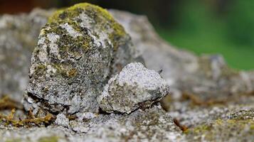 Moss and lichens on stones. Mossy rocks with a blurred background photo