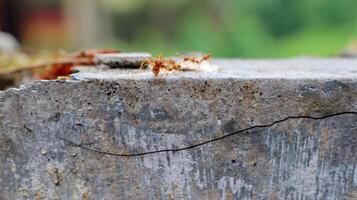 Red weaver ants is walking on the wall surface photo