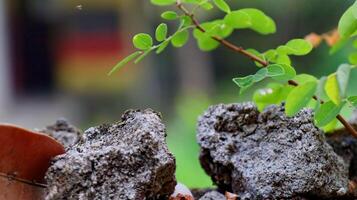 Moss and lichens on stones. Mossy rocks with a blurred background photo