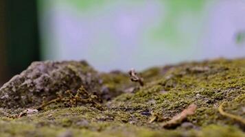 Moss and lichens on stones. Mossy rocks with a blurred background photo