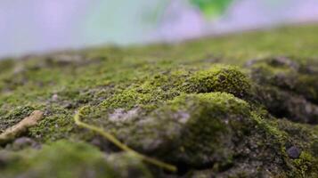 Moss and lichens on stones. Mossy rocks with a blurred background photo
