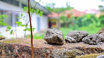 Moss and lichens on stones. Mossy rocks with a blurred background photo