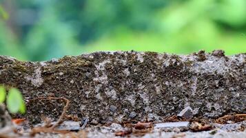 Moss and lichens on stones. Mossy rocks with a blurred background photo