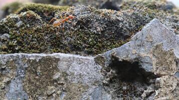 Red weaver ants is walking on the wall surface photo