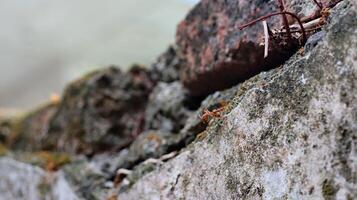 Red weaver ants is walking on the wall surface photo