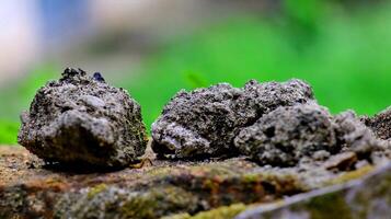 Moss and lichens on stones. Mossy rocks with a blurred background photo