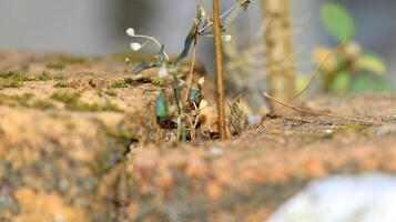 Moss and lichens on stones. Mossy rocks with a blurred background photo