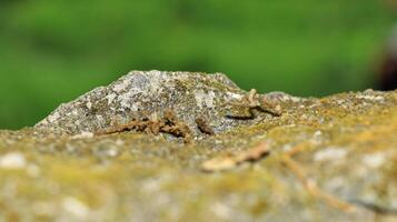 Moss and lichens on stones. Mossy rocks with a blurred background photo