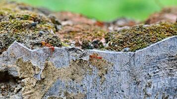 Red weaver ants is walking on the wall surface photo
